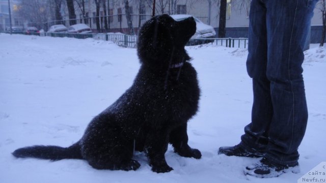 Фото: ньюфаундленд Дюрбахлер Клаб Виллаж Дюбеф
