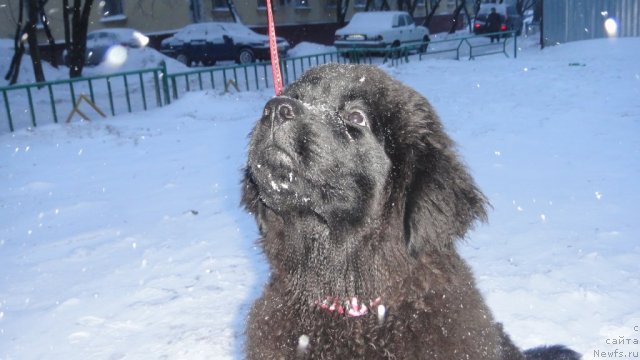 Фото: ньюфаундленд Дюрбахлер Клаб Виллаж Дюбеф