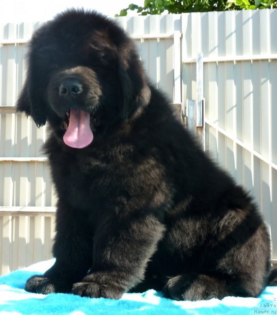 Фото: ньюфаундленд Бегущая по Волнам Зиллион (Beguschaya po Volnam Zillion)