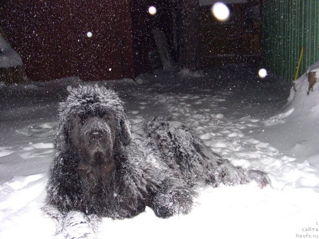 Фото: ньюфаундленд Акин Соул София