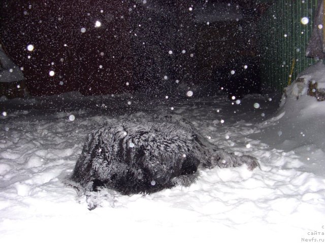 Фото: ньюфаундленд Акин Соул София