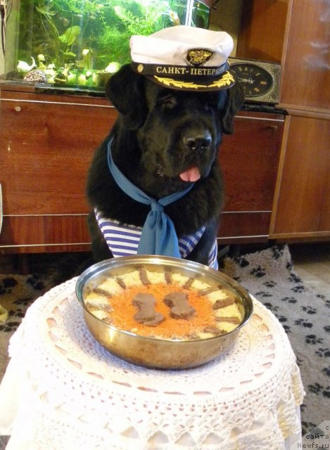 Фото: ньюфаундленд Акватория Келвин Кадриль (Aquatoriya Kelvin Kadril)