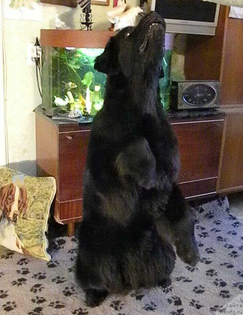 Фото: ньюфаундленд Акватория Келвин Кадриль (Aquatoriya Kelvin Kadril)