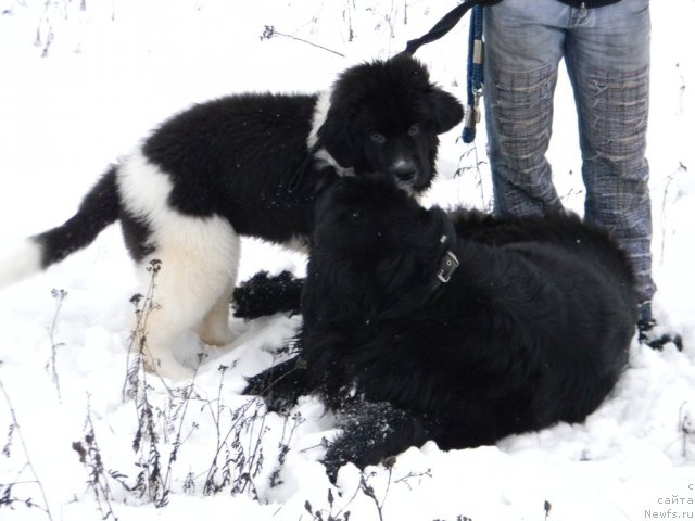 Фото: ньюфаундленд Чинзано Асти от Сибирского Медведя, ньюфаундленд Потап Юнитер