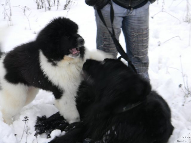 Фотография № 82020