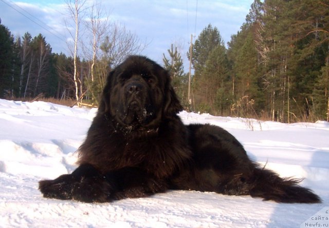 Фото: ньюфаундленд Акватория Келвин Королева Марго
