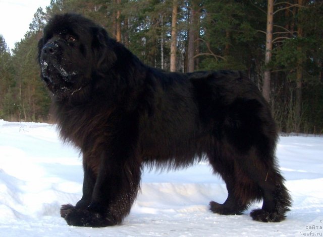 Фото: ньюфаундленд Акватория Келвин Королева Марго