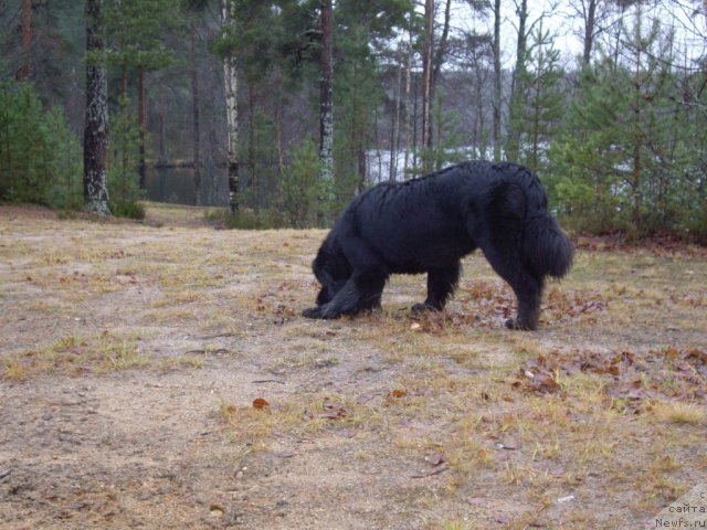 Фотография № 82054