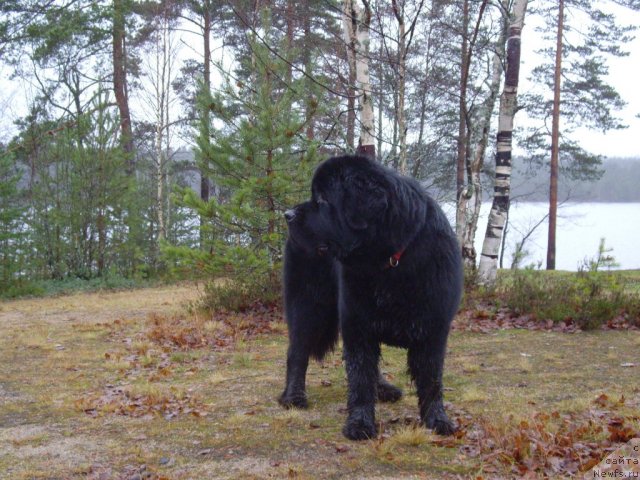 Фотография № 82055