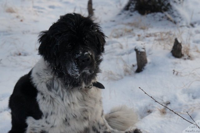 Фотография № 82056