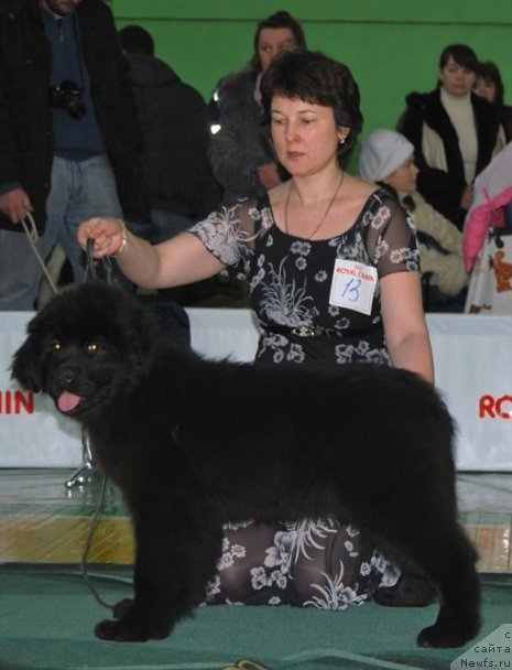 Фотография № 82058