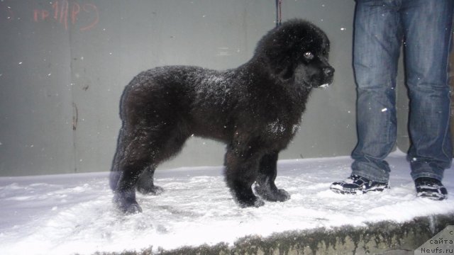 Фото: ньюфаундленд Дюрбахлер Клаб Виллаж Дюбеф