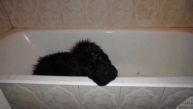 Фото: ньюфаундленд Дюрбахлер Клаб Виллаж Дюбеф