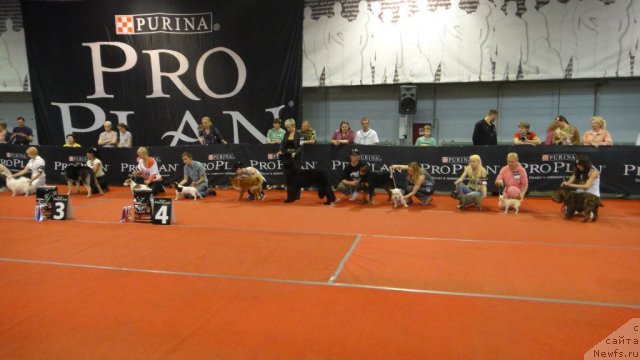 Фото: ньюфаундленд Дюрбахлер Клаб Виллаж Дюбеф