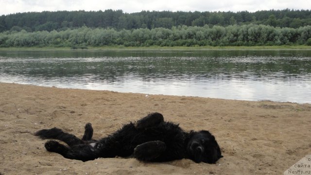 Фото: ньюфаундленд Дюрбахлер Клаб Виллаж Дюбеф