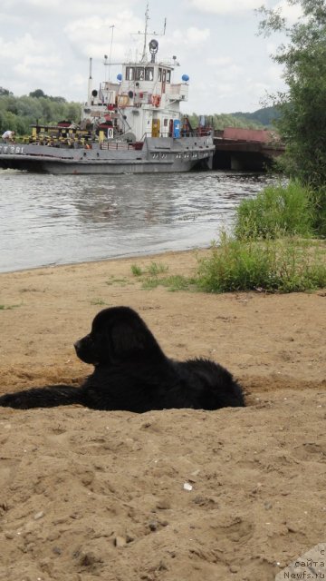 Фото: ньюфаундленд Дюрбахлер Клаб Виллаж Дюбеф