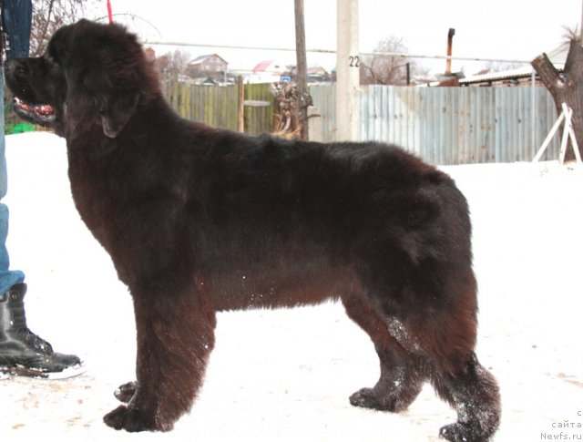 Фотография № 82091