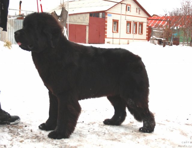 Фотография № 82094