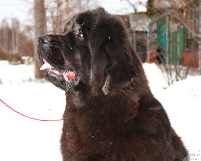 Фотография № 82096