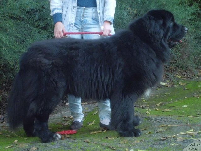 Фото: ньюфаундленд Питерньюф Чао-Какао