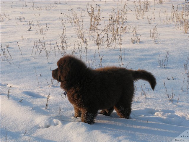 Фото: ньюфаундленд Фактурный Фрукт с Берега Дона (Fakturnyi Frukt s Berega Dona)