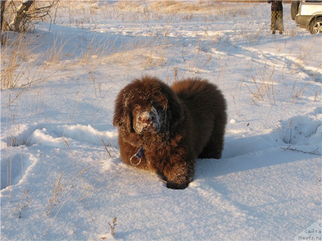 Фотография № 82102