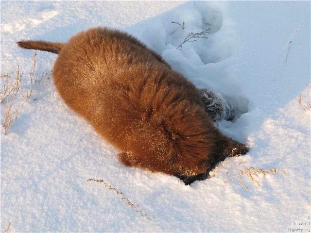 Фото: ньюфаундленд Фактурный Фрукт с Берега Дона (Fakturnyi Frukt s Berega Dona)