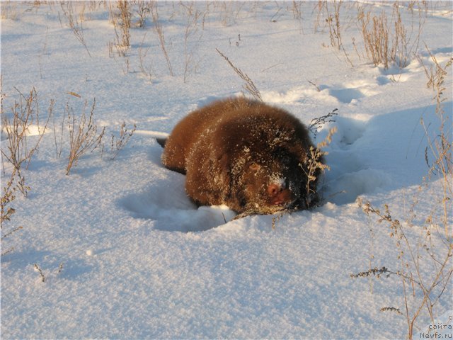 Фото: ньюфаундленд Фактурный Фрукт с Берега Дона (Fakturnyi Frukt s Berega Dona)