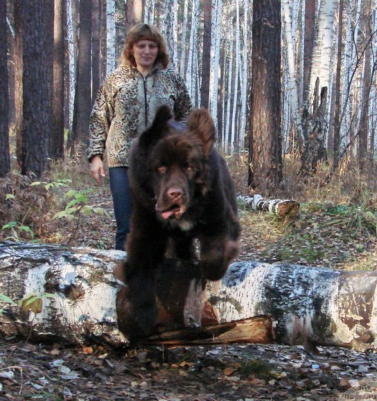 Фото: ньюфаундленд Обуш Шед Янтарный Поцелуй, Светлана Панченко