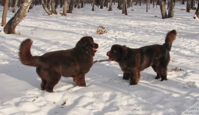 Фото: ньюфаундленд Обуш Шед Янтарный Поцелуй, ньюфаундленд Обуш Шед Якутия (Obush Shed Yakutia)