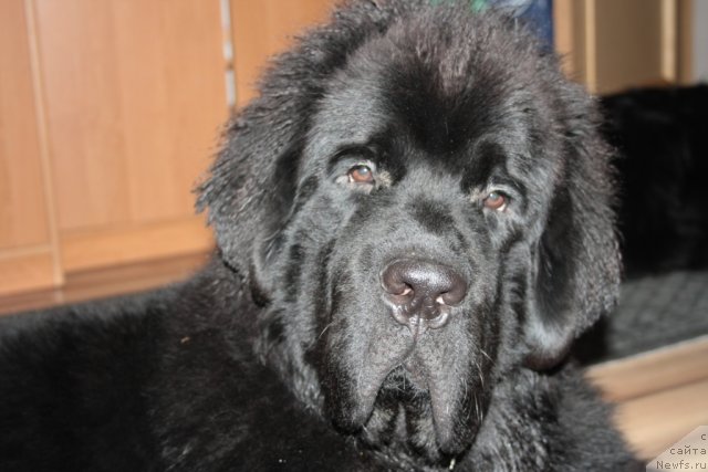 Фото: ньюфаундленд Бегущая по Волнам Зеро Коол