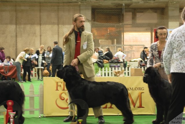 Фото: ньюфаундленд Акватория Келвин Кадриль (Aquatoriya Kelvin Kadril)