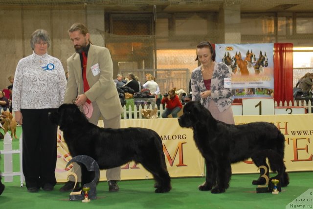 Фото: ньюфаундленд Акватория Келвин Кадриль (Aquatoriya Kelvin Kadril)