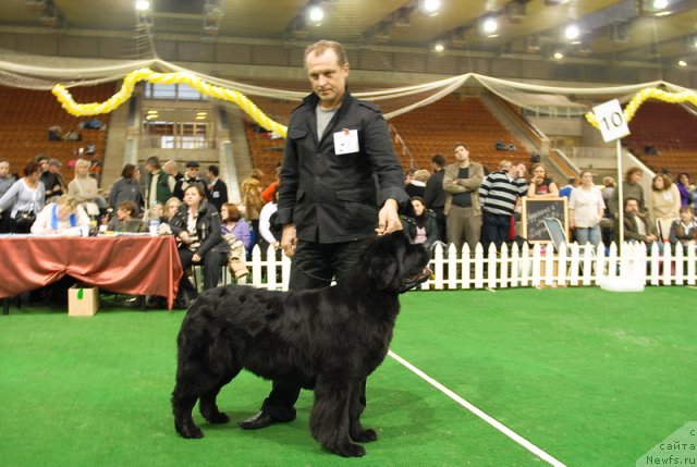 Фото: ньюфаундленд Плюшевая Панда Роскошная Леди Диана (Plushevaya Panda Roskoshnaya Lady Diana)