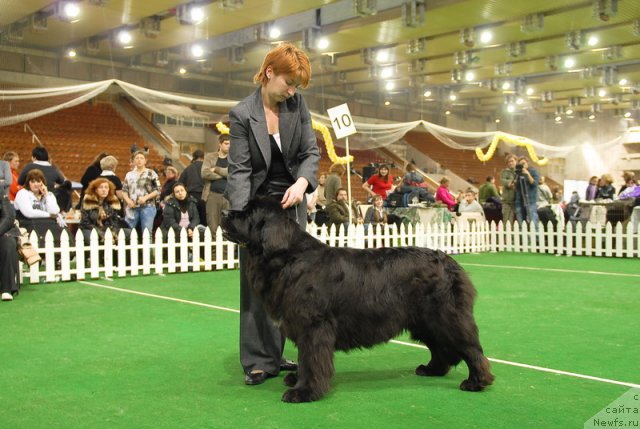 Фото: ньюфаундленд Топтыжка Сияние от Айсберга