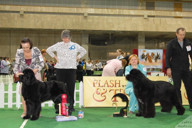 Фото: ньюфаундленд Бегущая по Волнам Ханд Маде (Beguschaya po Volnam Hand Made), ньюфаундленд Сент Джонс Роуз фо Ми (Sent Djons Rose for Me)