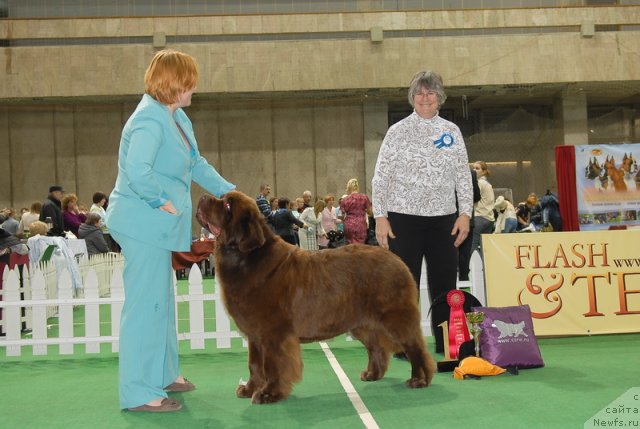 Фото: ньюфаундленд Amazing Grace vom Riesrand