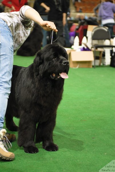 Фотография № 82188