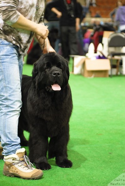 Фото: ньюфаундленд Потап Цандри