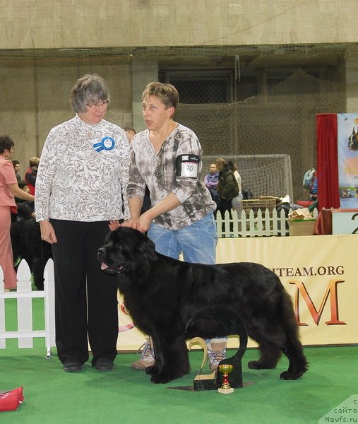 Фото: ньюфаундленд Потап Цандри
