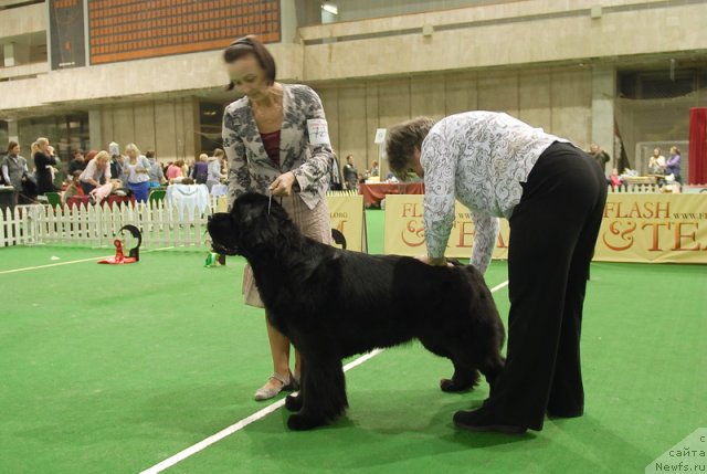 Фото: ньюфаундленд Бегущая по Волнам Вся Такая Растакая (Beguschaya po Volnam Vsya Takaya Rastakaya)