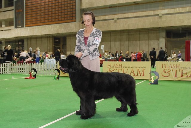 Фото: ньюфаундленд Бегущая по Волнам Вся Такая Растакая (Beguschaya po Volnam Vsya Takaya Rastakaya)
