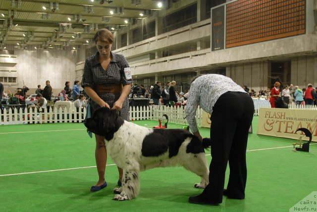 Фото: ньюфаундленд Don't Worry Be Happy de L'Etoile de Cyrice