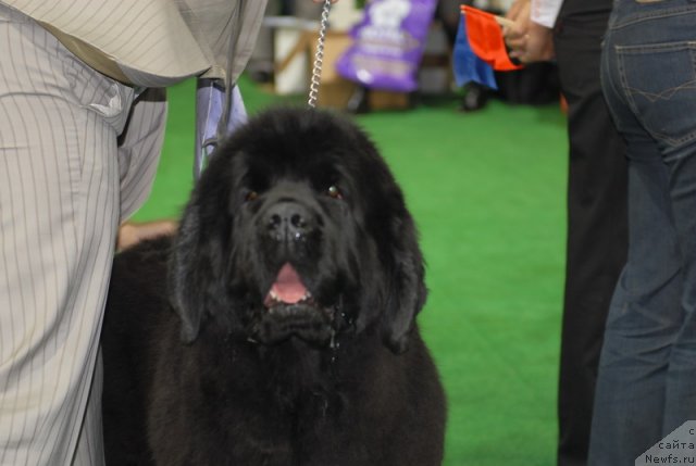 Фотография № 82222