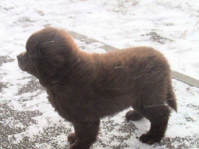 Фото: ньюфаундленд Акватория Келвин Селебрейшн