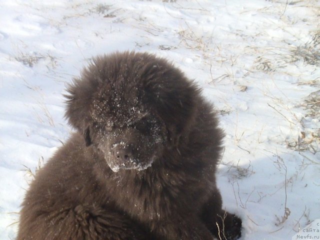 Фото: ньюфаундленд Акватория Келвин Селебрейшн
