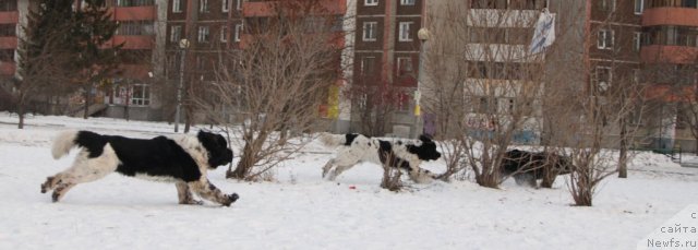 Фото: ньюфаундленд Икона Стиля, ньюфаундленд Плюшевая Панда Ла Белла, ньюфаундленд Супер Бизон Арго (Super Bizon Argo)