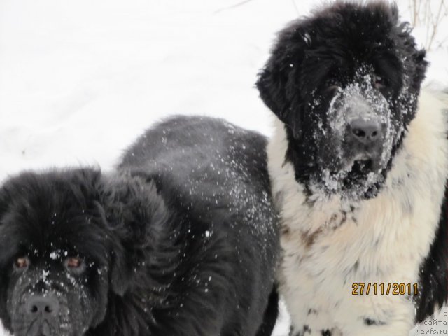 Фото: ньюфаундленд Их Высочество Владлена Маджикс, ньюфаундленд Супер Бизон Екатеринбург (Super Bizon Ekaterinburg)