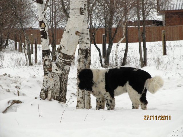 Фото: ньюфаундленд Супер Бизон Екатеринбург (Super Bizon Ekaterinburg)