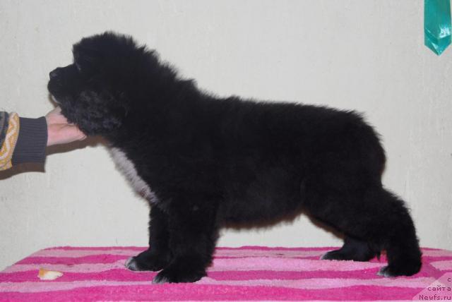 Фото: ньюфаундленд Сент Джонс Орхидея Ноир